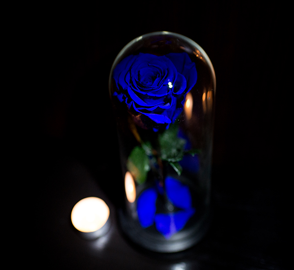 trandafir albastru criogenat