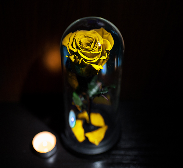 trandafir criogenat galben